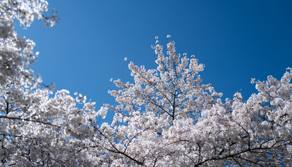 Spring background. Blossom Cherry tree flowers on blue sky background. Spring flowers. Blooming tree branch with large white flowers. Flowering. Spring pattern.