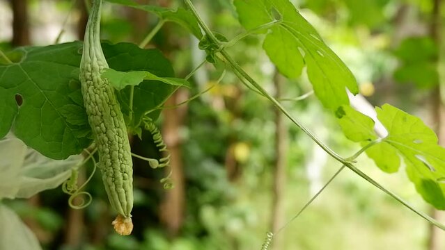 fruit of small pare plant, Momordica charantia L., bitter melon, leper gourd in the garden.
