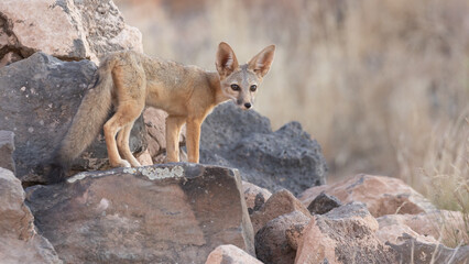 A Kit Fox cub stands on a basalt boulder with out of focus grasses in the background and soft...