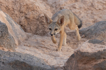 A Kit Fox cub stalks forward while practicing hunting skills near it's den among basalt boulders in the desert of Southern Utah, USA.