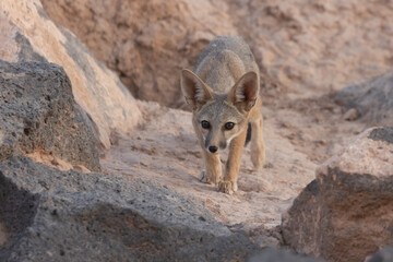 A young kit fox practices stalking while intently watching something to the left of camera in the late evening light of a summer day in the desert of Southern Utah, USA.