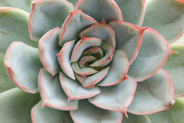 Close up on green succulent plant texture