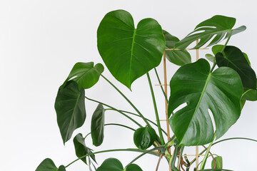 Beautiful home flower monstera deliciosa on a white wall background. Large leaves of the Monster house plant