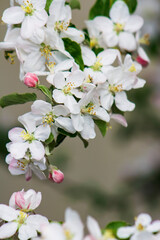 Apple Blossoms & Buds on an Apple Tree Branch in White & Pink Framing the photo