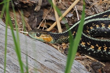 Portrait of a Common Garter (Red-spotted Garter) basking on a log