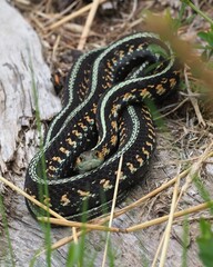 Common Garter (Red-spotted Garter) coiled up on a log