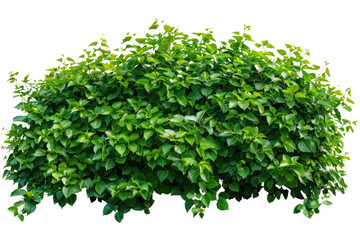 Fototapeta premium Green bush or wall of shrubs isolated on white background. Green leaves wall with clipping path