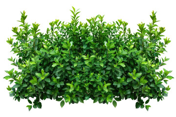 Fototapeta premium Green bush or wall of shrubs isolated on white background. Green leaves wall with clipping path