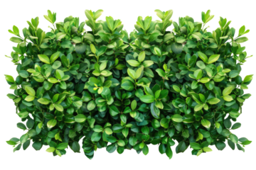 Green bush or wall of shrubs isolated on white background. Green leaves wall with clipping path