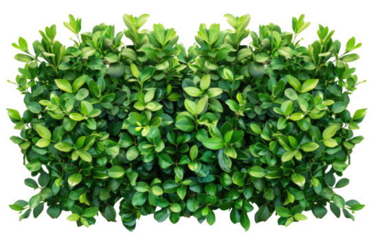 Green bush or wall of shrubs isolated on white background. Green leaves wall with clipping path