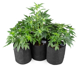 fresh and healthy green cannabis lplant in textile pot isolated  white background. CBD medical...