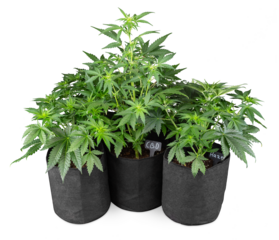 fresh and healthy green cannabis lplant in textile pot isolated white background. CBD medical marijuana plant weed and drug concept.