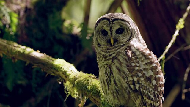 Barred owl (Strix Varia) sitting in the shade looks at the camera then looks down Pacific Northwest Rainforest.