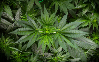 healthy green cannabis leaf background. CBD medical marijuana plant weed and drug concept.