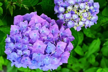 Hydrangea flowers. Early summer flowers, seasonal flower background material.