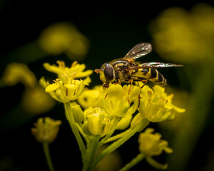 bee on yellow flower