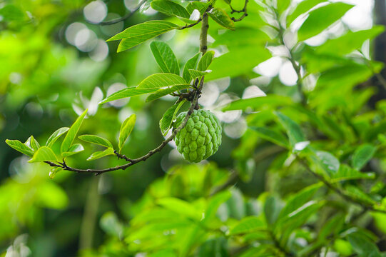 Green color sugar apple