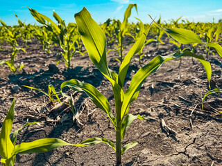 Fototapeta premium Young corn crop plants in an agricultural field. Captured in mid June in the Midwest USA. Clear blue morning sky overhead.