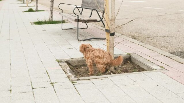 A small dog relieves itself cleanly in the tree bed on the street. Concept of canine hygiene and cleanliness when pooping on public roads