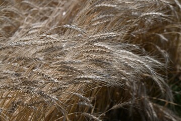 Wheat cultivation. Wheat is one of the three major cereal grains in the world, and is milled to produce flour, which is used as an ingredient in bread, noodles, sweets, and more.