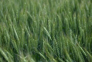 Wheat cultivation. Wheat is one of the three major cereal grains in the world, and is milled to produce flour, which is used as an ingredient in bread, noodles, sweets, and more.