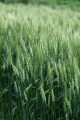 Wheat cultivation. Wheat is one of the three major cereal grains in the world, and is milled to produce flour, which is used as an ingredient in bread, noodles, sweets, and more.