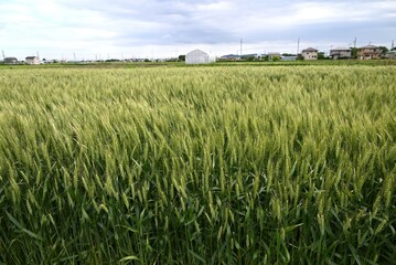 Wheat cultivation. Wheat is one of the three major cereal grains in the world, and is milled to...