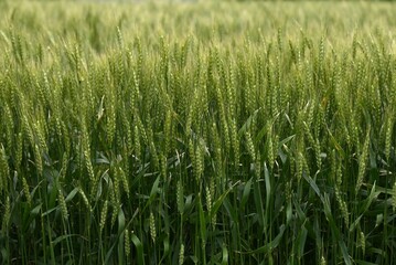 Wheat cultivation. Wheat is one of the three major cereal grains in the world, and is milled to produce flour, which is used as an ingredient in bread, noodles, sweets, and more.