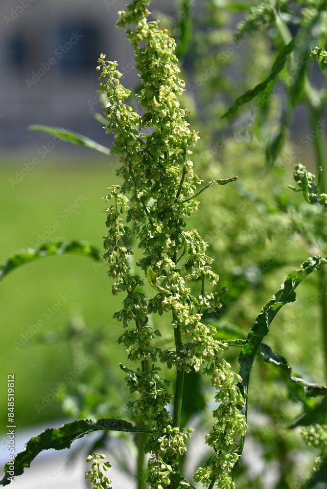 Canvas Prints Rumex japonicus (Japanese dock) Achenes. Polygonaceae perennial plants. Achenes form after flowering in early summer. Young shoots are used as food and have medicinal properties.