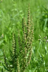 Rumex japonicus (Japanese dock) Achenes. Polygonaceae perennial plants. Achenes form after flowering in early summer. Young shoots are used as food and have medicinal properties.