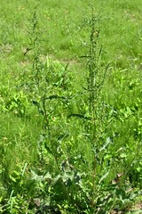 Rumex japonicus (Japanese dock) Achenes. Polygonaceae perennial plants. Achenes form after flowering in early summer. Young shoots are used as food and have medicinal properties.