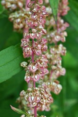 Rumex japonicus (Japanese dock) Achenes. Polygonaceae perennial plants. Achenes form after flowering in early summer. Young shoots are used as food and have medicinal properties.