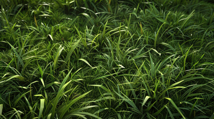 Fresh Green Grass Close-Up.