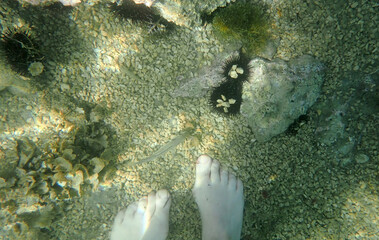 Unterwasseraufnahme von Seeigeln am Meeresboden und die Füße einer Frau