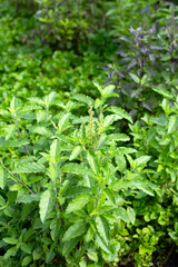 Holy basil in vegetable garden. Fresh green leaves of herb plant