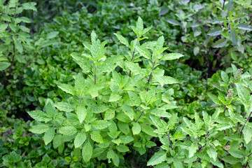 Holy basil in vegetable garden. Fresh green leaves of herb plant
