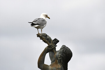 Ring-billed Gull perched on a statue