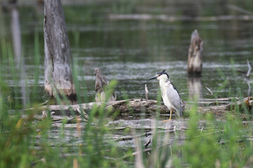 Black-crowned Night Heron fishing in a marsh
