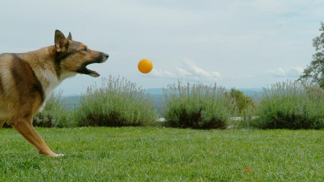 SLOW MOTION, CLOSE UP: Playful dog chasing an orange ball in a lush green garden. Energetic and agile brown doggo sprints across the grass for a thrown ball in the wonderful ambiance of home backyard.