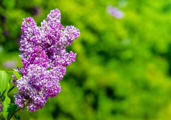 Obraz premium Pink lilac blooms in the Botanical garden 