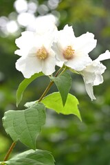 Satsuma mock orange (Philadelphus Satsumi) flowers. Hydrangeaceae deciduous shrub. Four-petaled white flowers bloom at the ends of the branches from May to June.