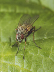 Coenosia fly resting on a leaf