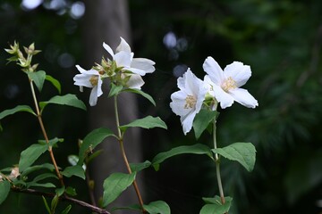 Satsuma mock orange (Philadelphus Satsumi) flowers. Hydrangeaceae deciduous shrub. Four-petaled white flowers bloom at the ends of the branches from May to June.