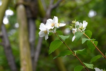 Satsuma mock orange (Philadelphus Satsumi) flowers. Hydrangeaceae deciduous shrub. Four-petaled white flowers bloom at the ends of the branches from May to June.