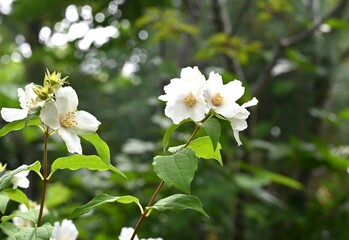 Satsuma mock orange (Philadelphus Satsumi) flowers. Hydrangeaceae deciduous shrub. Four-petaled white flowers bloom at the ends of the branches from May to June.
