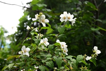 Satsuma mock orange (Philadelphus Satsumi) flowers. Hydrangeaceae deciduous shrub. Four-petaled white flowers bloom at the ends of the branches from May to June.