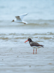 A lone Oyster Catcher seeking food at low tide