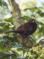 Male Blackbird perched in a tree