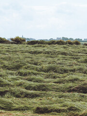 Fresh cut grass being prepared for silage