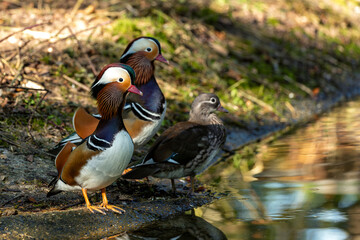 Male Mandarin Duck (Aix galericulata) - Commonly Found in East Asia, Introduced to Europe
